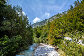 Fototapeta na wymiar Typical alpine river, the triglavska bistrica, in mojstrana slovenia, in the Julian alps,with water flowing in the middle of pine trees by the mounts and mountains of the Triglav National park.....