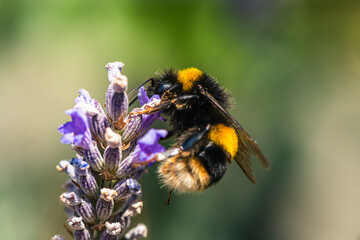 Buff-tailed Bumblebee, Bombus terrestris on lavender flowers