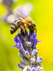 European Honey Bee or Western Honey Bee, Apis mellifera on lavender flowers