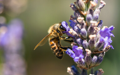 European Honey Bee or Western Honey Bee, Apis mellifera on lavender flowers