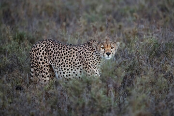Cheetah staring intensely into the camera at dusk
