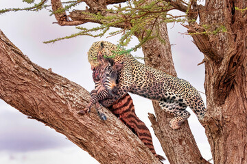 African Leopard dragging its Zebra prey into a tree