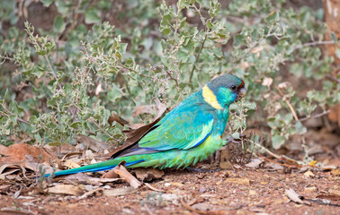 Port  lincoln ringneck parrot in the flinders ranges, South Australia.