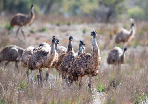 flock of emus in the  flinderes ranges, South Australia.