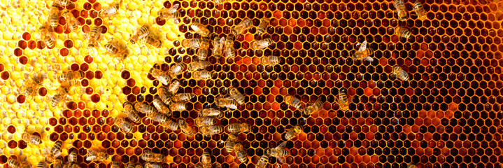 Bees in a beehive on wax. Fresh honey