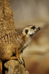 Fototapeta premium Meerkat Suricate siting on a rock - vertical
