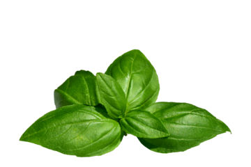 Green basil sprig isolated cutout