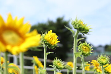 yellow flowers on blue background