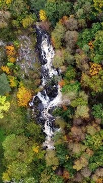 Vertical drone video of trees, flowing water in autumn.