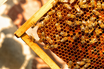 Bees in a beehive on wax. Fresh honey