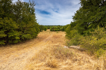 road in the forest