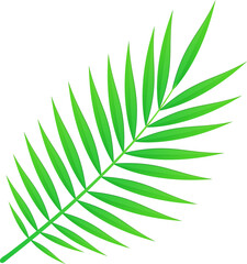 Fototapeta premium Summer exotic palm leaf foliage, tropical nature concept.