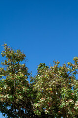 Tree with Leaves and Flowers  Under a Turquoise Blue Sky.
