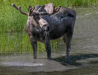 Printed roller blinds Moose moose in water