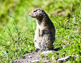 Arctic ground squire eating grass