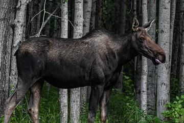 moose in the woods