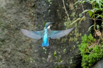 Obraz premium ゲットした小魚を咥えてホバリングするカワセミ幼鳥オス