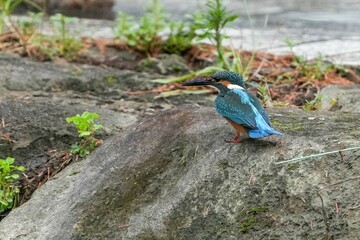 岩にとまってくつろぐカワセミ幼鳥オス