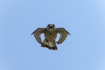餌をつかんで大声で鳴きながら巣に戻る子育て中のチョウゲンボウ オス