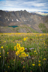 Fototapeta premium Colorado mountain in summer with wild flowers