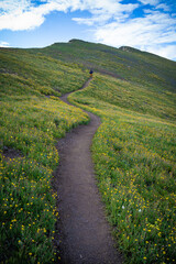 Colorado mountain in summer with wild flowers