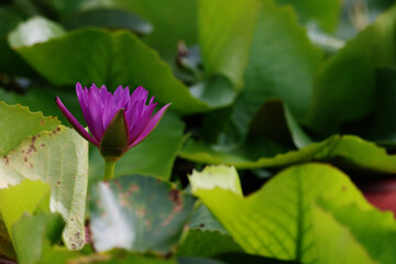 The lotus in the pot