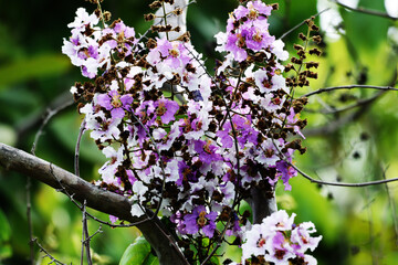 The purple wild flower in the park