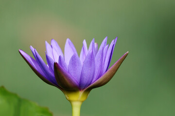 The lotus in the pot