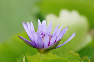 The lotus in the pot