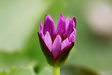 Obraz premium The lotus in the pot