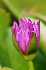 The lotus in the pot