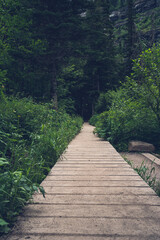Obraz premium lush forest trail walk way