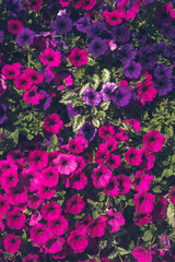 wall of purple and pink flowers