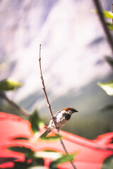 tine little bird on a wooden perch