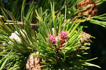 Fototapeta premium close up of a pine tree
