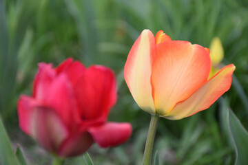 red and white tulips
