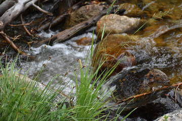 stream in the forest