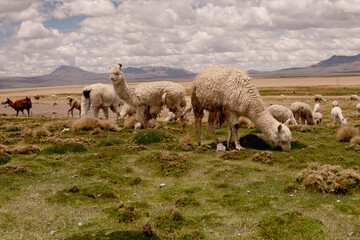 Manada de alpacas pastando en Arequipa Peru