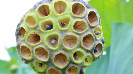 ユニークな模様　種の落ちた花托　抽象的　晩夏の蓮池