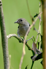 Female scarlet-headed flowerpecker on a tree branch