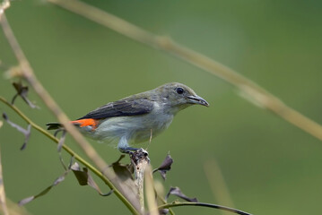 Female scarlet-headed flowerpecker on a tree branch