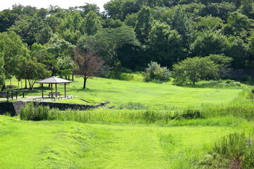 緑が眩しい真夏の公園