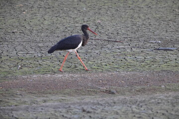 Black stork (Ciconia nigra) in Japan