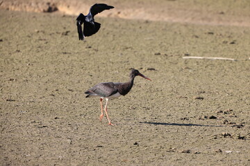 Black stork (Ciconia nigra) in Japan