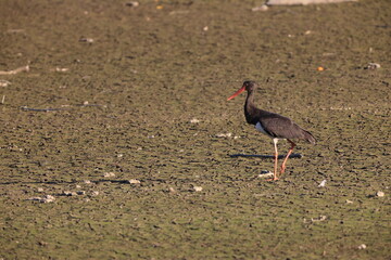 Fototapeta premium Black stork (Ciconia nigra) in Japan
