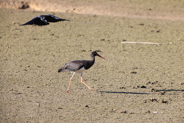 Black stork (Ciconia nigra) in Japan