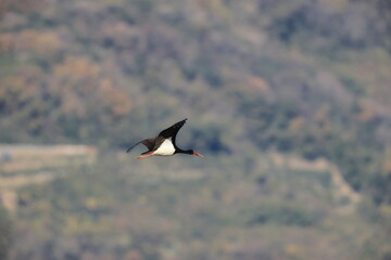 Black stork (Ciconia nigra) in Japan