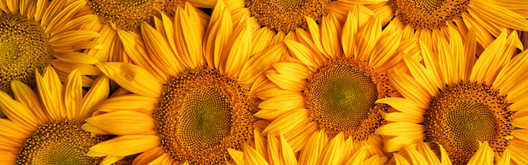 Blooming sunflower flowers. Texture. Abstract natural background.