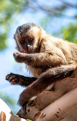 long macaque sitting on a tree