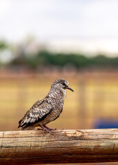 bird on a fence